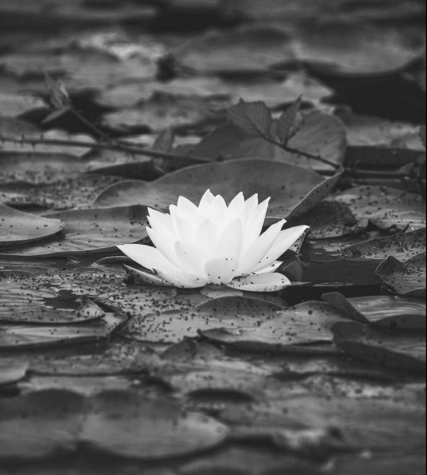 lotus photo